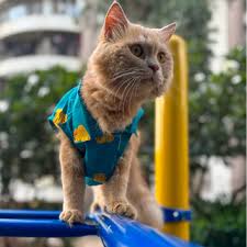 Buy 15 Furries Purple Meow Shirt for Cats (Purple) online at Supertails.com