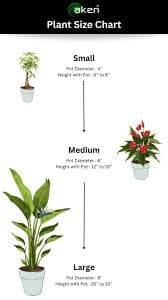 Monstera Deliciosa (Swiss Cheese Plant) with Pot - Aken