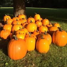 Jack O'Lantern Pumpkin (Cucurbita maxima) – MySeedsCo