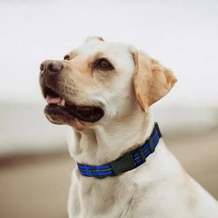 Mile High Life Reflective Dog Collar