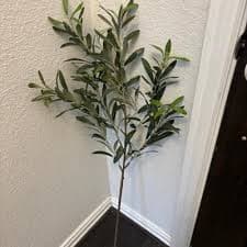 Olive Branch - Threshold™ : Target