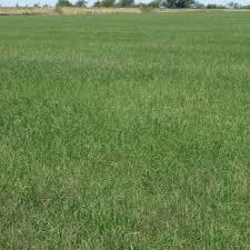 Teff Grass - Eragrostis tef - Dessie Teff - Great Basin Seed