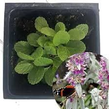 Smoke Camp Crafts Organic Lamb's Ear Plant, (Stachys byzantina) 2.5 inch Pot - Woolly Betony, Woolly Woundwort, Donkey's Ears, Lamb's Wool, Wooly Hedge Nettle, Jesus Flannel Live Plant : Patio, Lawn & Garden - Amazon.com