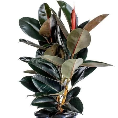 Ficus Elastica 'Rubber Tree'