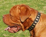 Buy Black Leather Dogue de Bordeaux Collar | Brass Plates