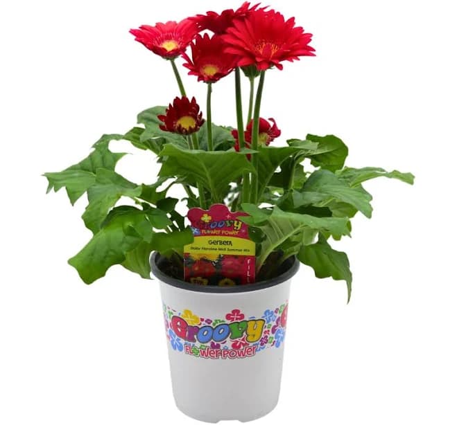 Groovy Flower Power Gerbera Daisy Summer Mix