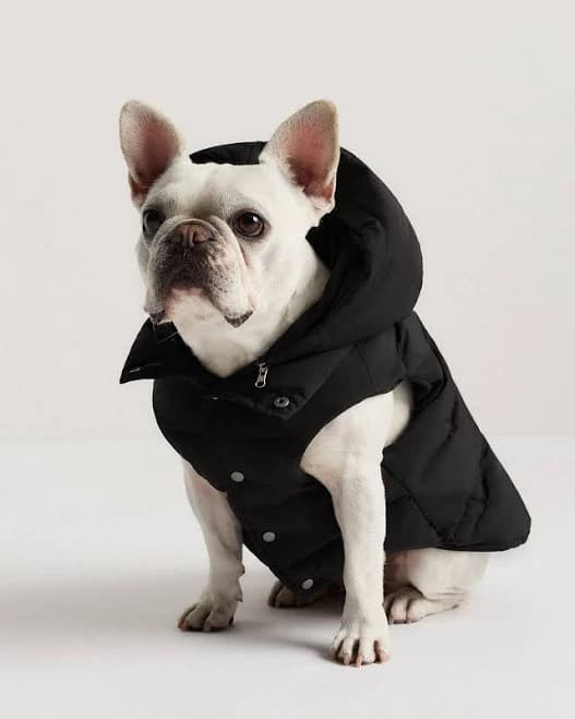 Quince Waterproof Dog Puffer Jacket