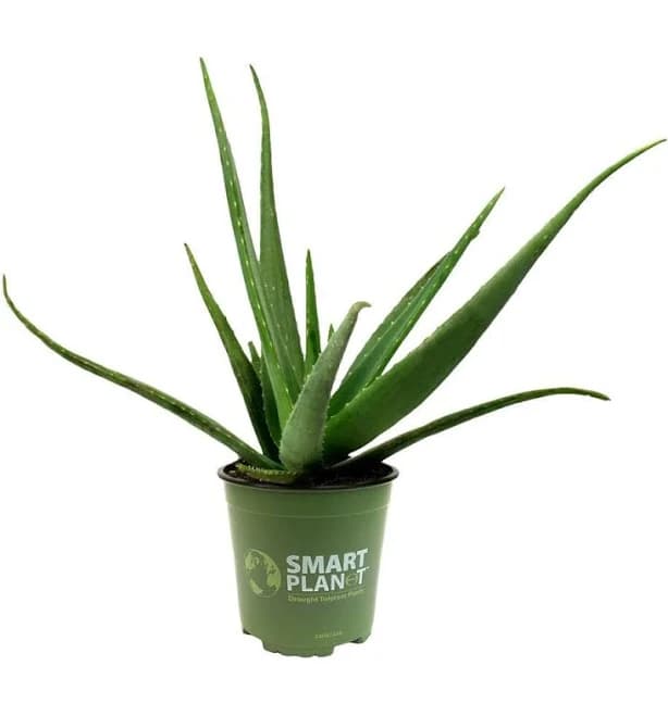Altman Plants Live Aloe Vera Plant