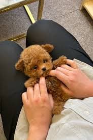 TIBBER - MALE (TOY POODLE) – Kim's Pups