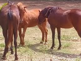 7 Day Empowering Natural Horsemanship and Yoga Retreat in Central Java, Indonesia - BookHorseRidingHolidays.com