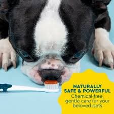 RADIUS All Ages Dog Dental Kit, Toothbrush, 0.8oz Toothpaste, Recycled Case - Walmart.com