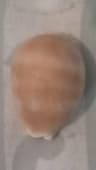 Video frame trigger