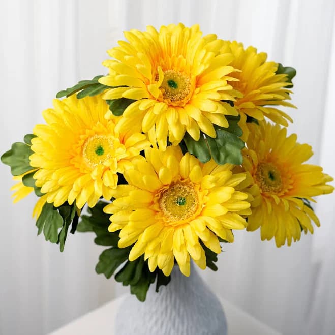 Gerber Daisy Bush