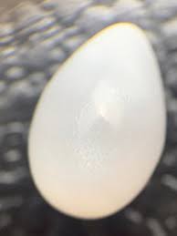 100% Natural Tridacna Pearl white Clam Pearl 8.82mm x l3.36mm, TRI04, – Aloha Pearls & Schwartz