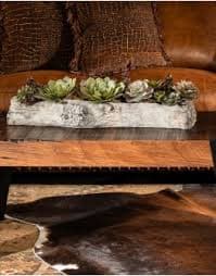 Charita Succulents