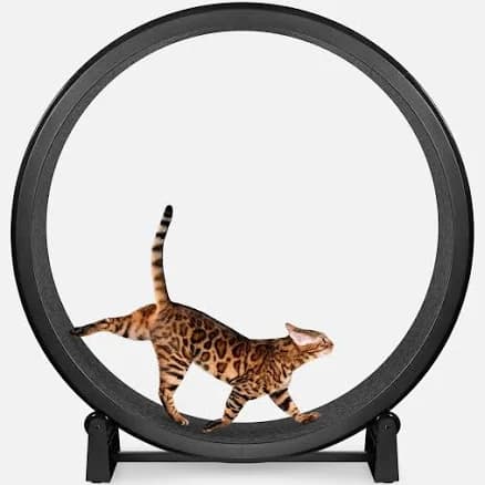 One Fast Cat Exercise Wheel