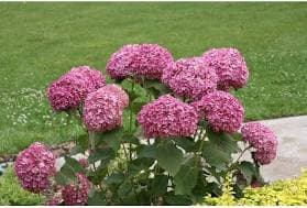 Invincibelle Mini Mauvette Smooth Hydrangea