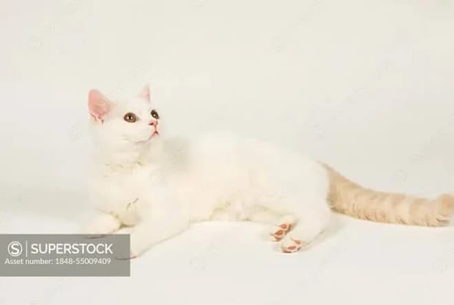 British Shorthair Cat, cream/white Harlequin, British Shorthair Cat, cream/white Harlequin (mammals) (domestic cat) (pet) (pedigree cats) (animals) (