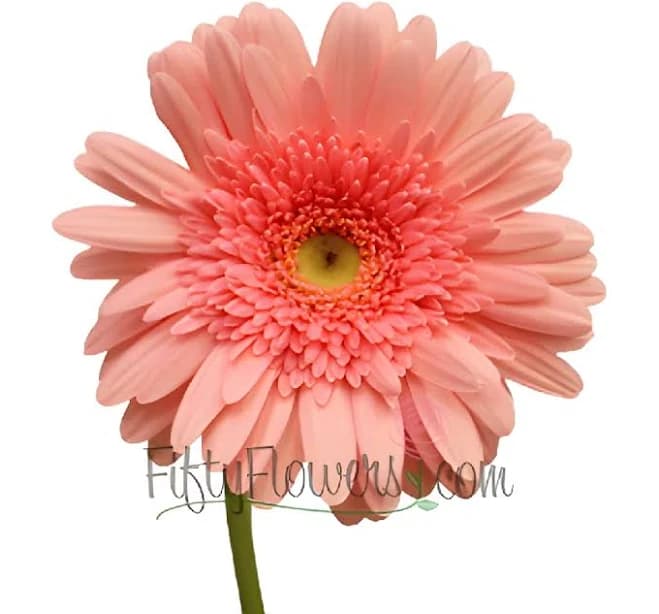 Pink Salmon Super Gerbera Daisy