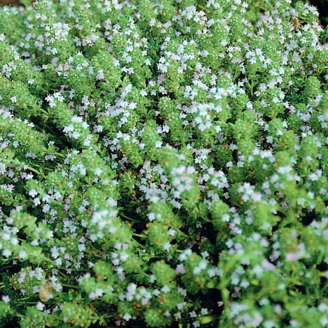 English Thyme Transplant SHIPS LAST HALF OF MAY