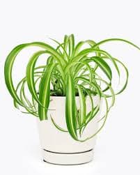 Bonnie Curly Spider Plant - Easy to Care & Pet friendly Houseplant - Best Plant Friend