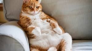 Shop cats and 9 lives Hotsell Why do cats have nine lives Facts behind the myth Mirror Online | crystal-decanter.com