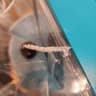 Video frame trigger
