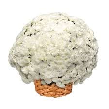Better Homes & Gardens Classic White Mums Live Plant Garden in 12 in Fall Basket Planter - Walmart.com
