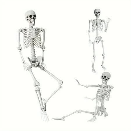 5.4 Ft/165 Cm Halloween Skeleton Full Body Life Size Human Bone Movable Joints