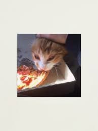 "cat licking pizza" Photographic Print for Sale by honkhonkheccign | Redbubble