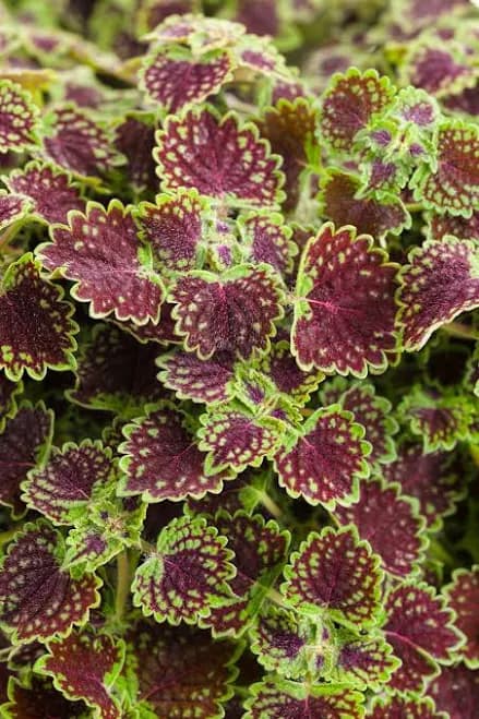 proven winners ColorBlaze Chocolate Drop Coleus