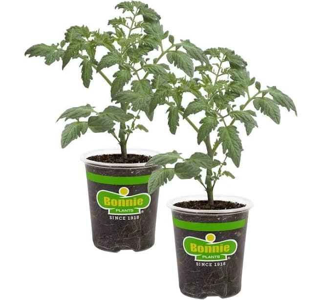 Bonnie Plants Cherokee Purple Tomato Plant