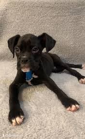 Male 3 AKC – Boxer Puppy for Sale in Pensacola, FL | Puppies.com