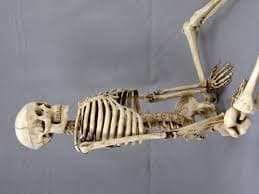 Harvey Jr. Skeleton, 33.5 tall, 2nd class, AGED version [SM185A] - $59.95 : Skeletons And More!