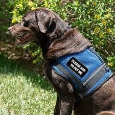 Please Ask to Pet Me Sew-On Service Dog Patch for Vest or Harness : Arts, Crafts & Sewing - Amazon.com