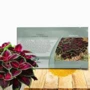Outsidepride Coleus Kong Red 20 Seeds