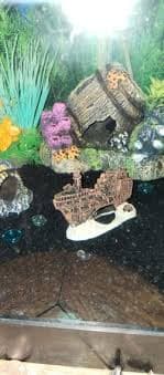 60 Gallon Corner Tank With Entire Set Up(Stand,Food, & Water Conditioner Included) for Sale in St. Louis, MO - OfferUp