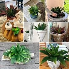 1pc large artificial succulents aloe plants real touch - Temu