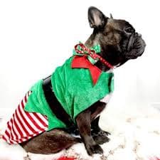 Elf Dog Costume | DoggyTopia | DoggyTopia