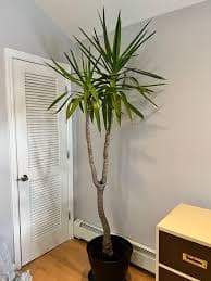 Yucca Tree - Approx 7' Tall for Sale in Bellerose, NY - OfferUp