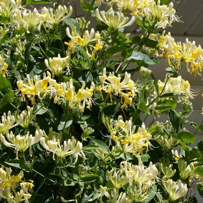Honeysuckle 'Scentsation' Proven Winners Shrubs