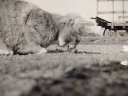 RARE! 1954 Set of 2 Snapshots ID'd "Cat Eating a Mouse" 3.5" x 3.5" GREAT Photo. | eBay