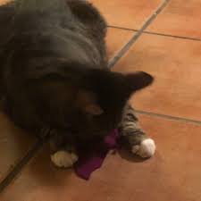 Organic Catnip Fish Toy: Aquamarine Felted Wool Cat Kicker, Valerian Option - Etsy