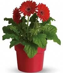 Teleflora Daisies Rainbow Rays Potted Gerbera