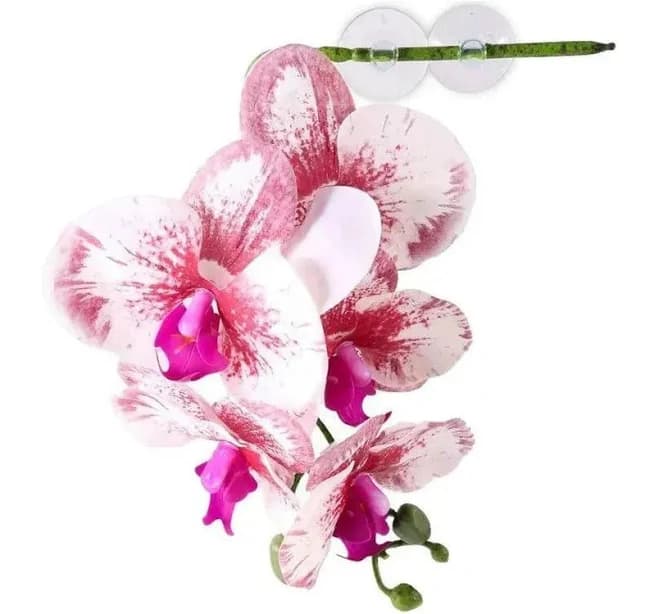Hanging Orchid