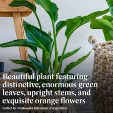 Amazon.com: American Plant Exchange Live Orange Bird of Paradise – 10 英吋(約30.8 公分)花盆– 熱帶植物,襯葉大膽和異國風情的花朵,易於護理的室內或室外植物,適用於庭院、花園和裝飾: