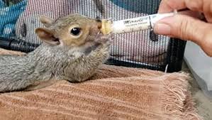 Amazon.com: THE MIRACLE NIPPLE for Pets, Original Pkg/10 with Miracle Brand Oring Syringe - Small Mammal Suckling - Kittens/Small Breed Puppies/Squirrels : Pet Supplies