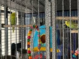 Large Bird Cage (plus Two Birds) for Sale in Long Beach, CA - OfferUp