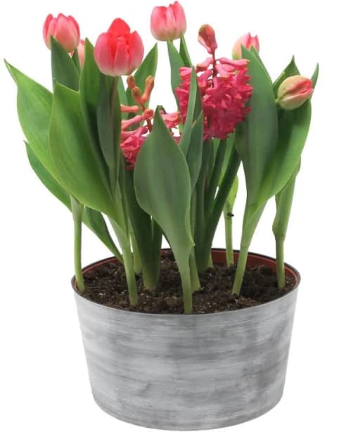 Gifts in Bloom 8-Inch Multicolor Tulip Hyacinth Garden Decorative Pot
