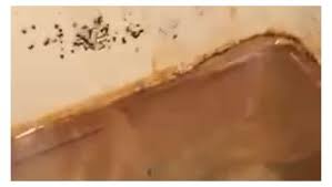Amazon.com: Ty D BOL - Tabletas de limpieza para inodoros con aroma continuo de abeto azul que mantiene los inodoros con un olor fresco y limpio, 10 pestañas (paquetes de 2 a